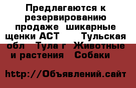 Предлагаются к резервированию(продаже) шикарные щенки АСТ!!! - Тульская обл., Тула г. Животные и растения » Собаки   